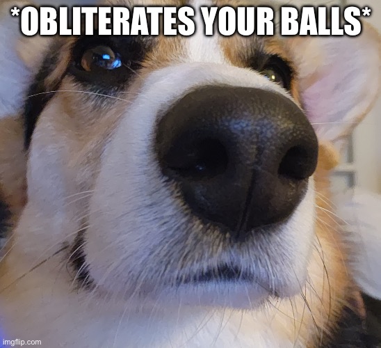 Lando Close Up | *OBLITERATES YOUR BALLS* | image tagged in lando close up | made w/ Imgflip meme maker