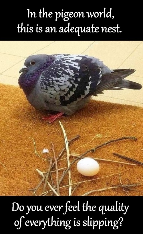 Everything is crap | In the pigeon world, this is an adequate nest. Do you ever feel the quality of everything is slipping? | image tagged in meme,is this a pigeon,pigeon,funny animals | made w/ Imgflip meme maker