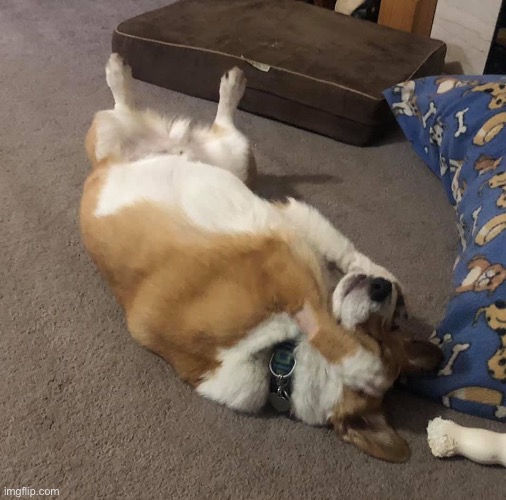 Oh No Dog | image tagged in oh no dog | made w/ Imgflip meme maker