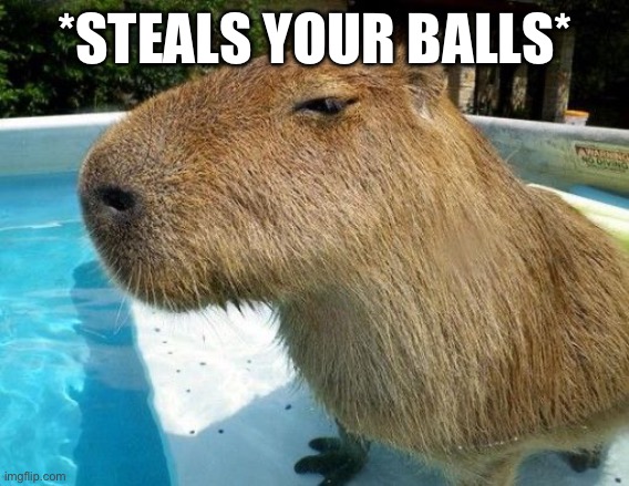 Side Eye Capybara | *STEALS YOUR BALLS* | image tagged in side eye capybara | made w/ Imgflip meme maker