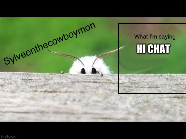 Sylveons moth temp | HI CHAT | image tagged in sylveons moth temp | made w/ Imgflip meme maker