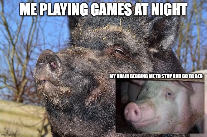 Hog-happy, Pig-sad | ME PLAYING GAMES AT NIGHT; MY BRAIN BEGGING ME TO STOP AND GO TO BED | image tagged in pig | made w/ Imgflip meme maker