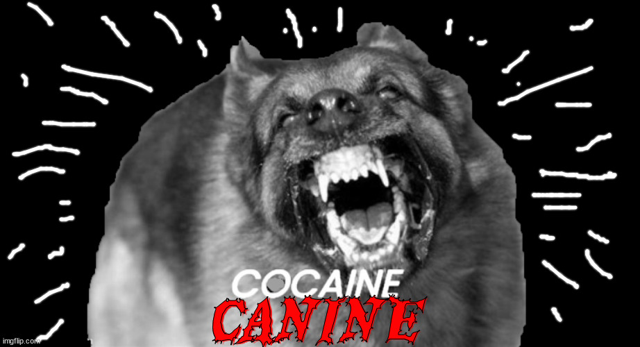 Cocaine Canine | CANINE | image tagged in white dog house,oval dogs bowl,commander,white house gdog,dog bites,bite first lick butthole later | made w/ Imgflip meme maker