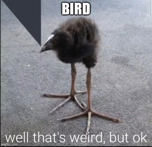 Well that's weird but ok | BIRD | image tagged in well that's weird but ok | made w/ Imgflip meme maker