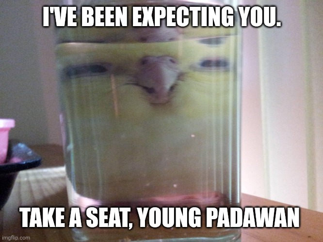 HENLO birb | I'VE BEEN EXPECTING YOU. TAKE A SEAT, YOUNG PADAWAN | image tagged in henlo birb | made w/ Imgflip meme maker