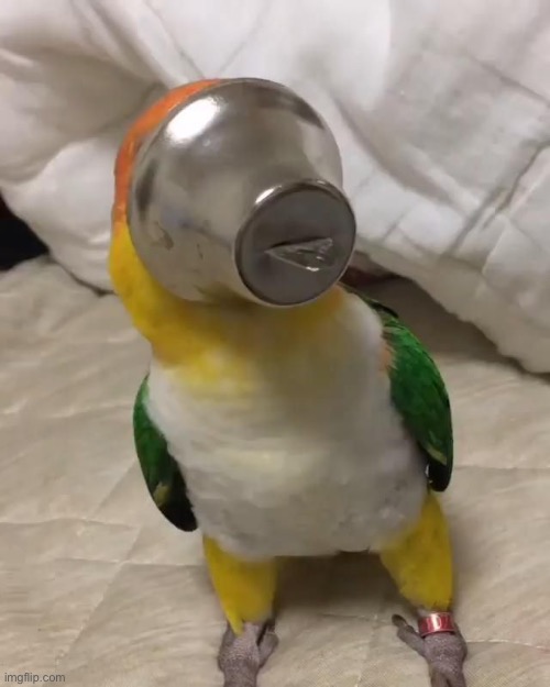 confused parrot | image tagged in confused parrot | made w/ Imgflip meme maker