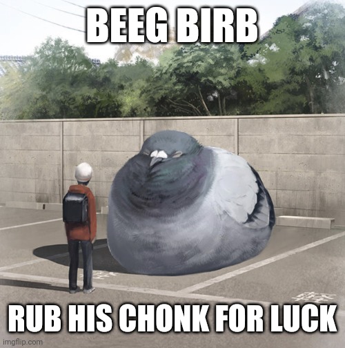 O birb of the lots of parking, what is you desire | BEEG BIRB; RUB HIS CHONK FOR LUCK | image tagged in beeg birb | made w/ Imgflip meme maker