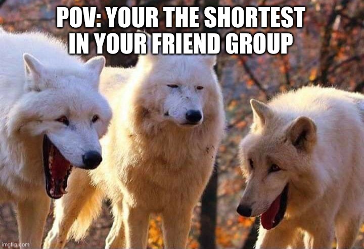 *sighs* why | POV: YOUR THE SHORTEST IN YOUR FRIEND GROUP | image tagged in laughing wolf,short people,i love my friends but,memes | made w/ Imgflip meme maker