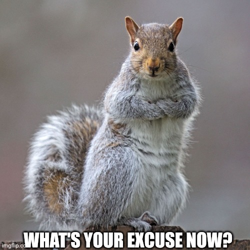 squirrel of judgement | WHAT'S YOUR EXCUSE NOW? | image tagged in squirrel of judgement | made w/ Imgflip meme maker