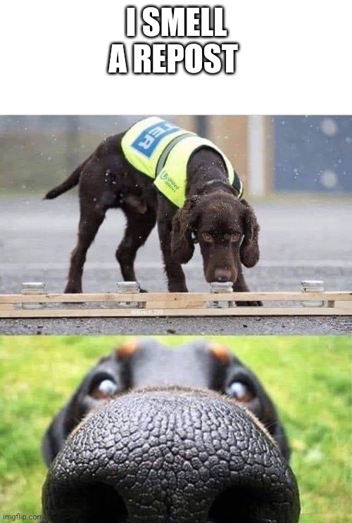 This dog is trained to sniff out X | I SMELL A REPOST | image tagged in this dog is trained to sniff out x | made w/ Imgflip meme maker