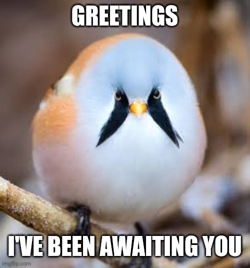 Bearded reedling | GREETINGS I'VE BEEN AWAITING YOU | image tagged in bearded reedling | made w/ Imgflip meme maker