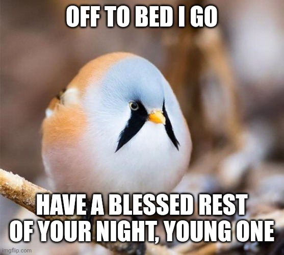 Borb | OFF TO BED I GO HAVE A BLESSED REST OF YOUR NIGHT, YOUNG ONE | image tagged in borb | made w/ Imgflip meme maker