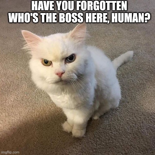 Judging cat | HAVE YOU FORGOTTEN WHO'S THE BOSS HERE, HUMAN? | image tagged in judging cat | made w/ Imgflip meme maker