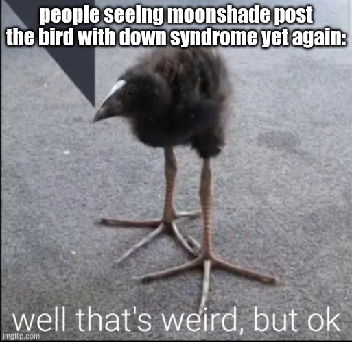 some of yall are gonna be really hard to slander tbh | people seeing moonshade post the bird with down syndrome yet again: | image tagged in well that's weird but ok | made w/ Imgflip meme maker
