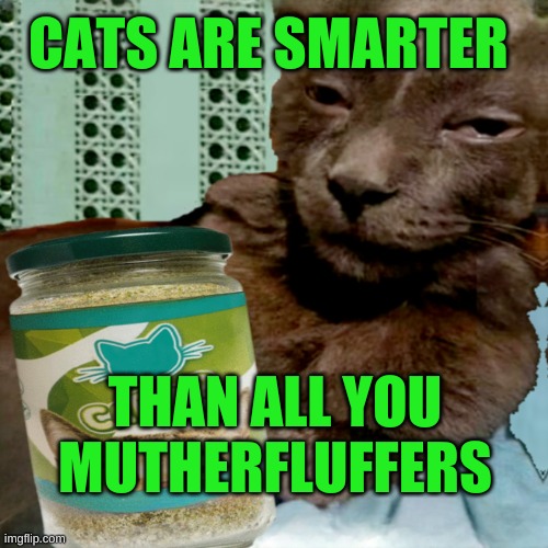Muthufluffers | CATS ARE SMARTER; THAN ALL YOU MUTHERFLUFFERS | image tagged in shitpost,cats,fluffy,smart,yay kitty,shitposter4lyfe | made w/ Imgflip meme maker