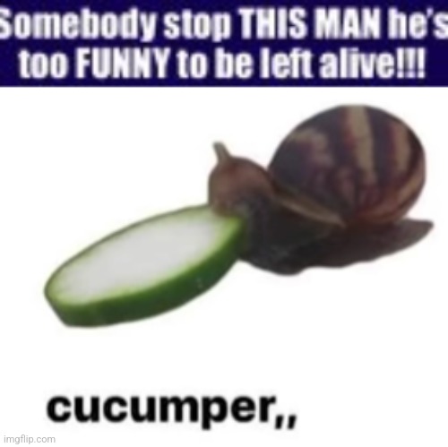 image tagged in somebody stop this man he s too funny to be left alive,cucumper | made w/ Imgflip meme maker