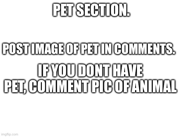 PET SECTION. POST IMAGE OF PET IN COMMENTS. IF YOU DONT HAVE PET, COMMENT PIC OF ANIMAL | made w/ Imgflip meme maker