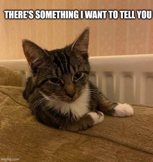 Advice Cat | THERE'S SOMETHING I WANT TO TELL YOU | image tagged in advice cat | made w/ Imgflip meme maker