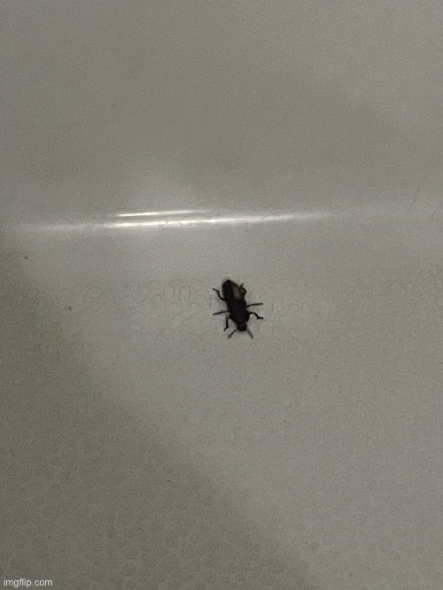 I turners the shower on so this bug would go in the drain and its back☠️☠️☠️ this mf is unstoppable☠️☠️ | made w/ Imgflip meme maker
