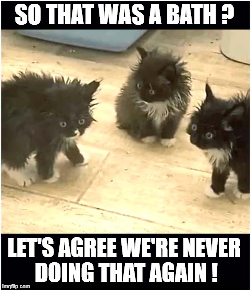 Three Soggy Moggies ! | SO THAT WAS A BATH ? LET'S AGREE WE'RE NEVER 
DOING THAT AGAIN ! | image tagged in cats,kittens,bath time | made w/ Imgflip meme maker