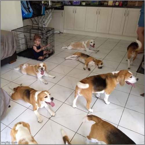 Getting Your Priorities Right ! | image tagged in dogs,beagles,child,cage,priorities | made w/ Imgflip meme maker