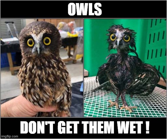 Some Birds Are Not Waterproof ! | OWLS; DON'T GET THEM WET ! | image tagged in birds,owls,wet | made w/ Imgflip meme maker