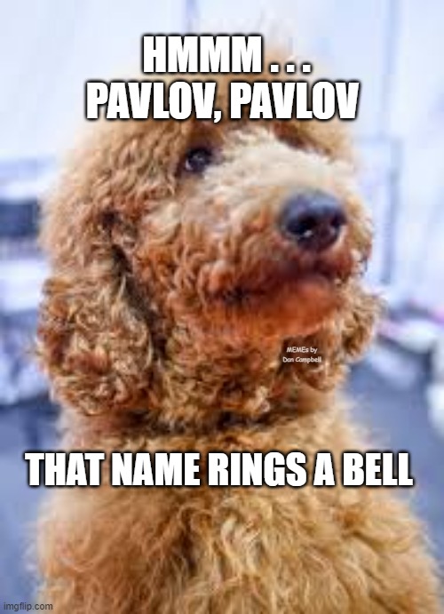 Why do I even exist | HMMM . . . PAVLOV, PAVLOV; MEMEs by Dan Campbell; THAT NAME RINGS A BELL | image tagged in why do i even exist | made w/ Imgflip meme maker