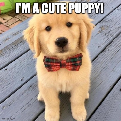 hello | I'M A CUTE PUPPY! | image tagged in hello | made w/ Imgflip meme maker