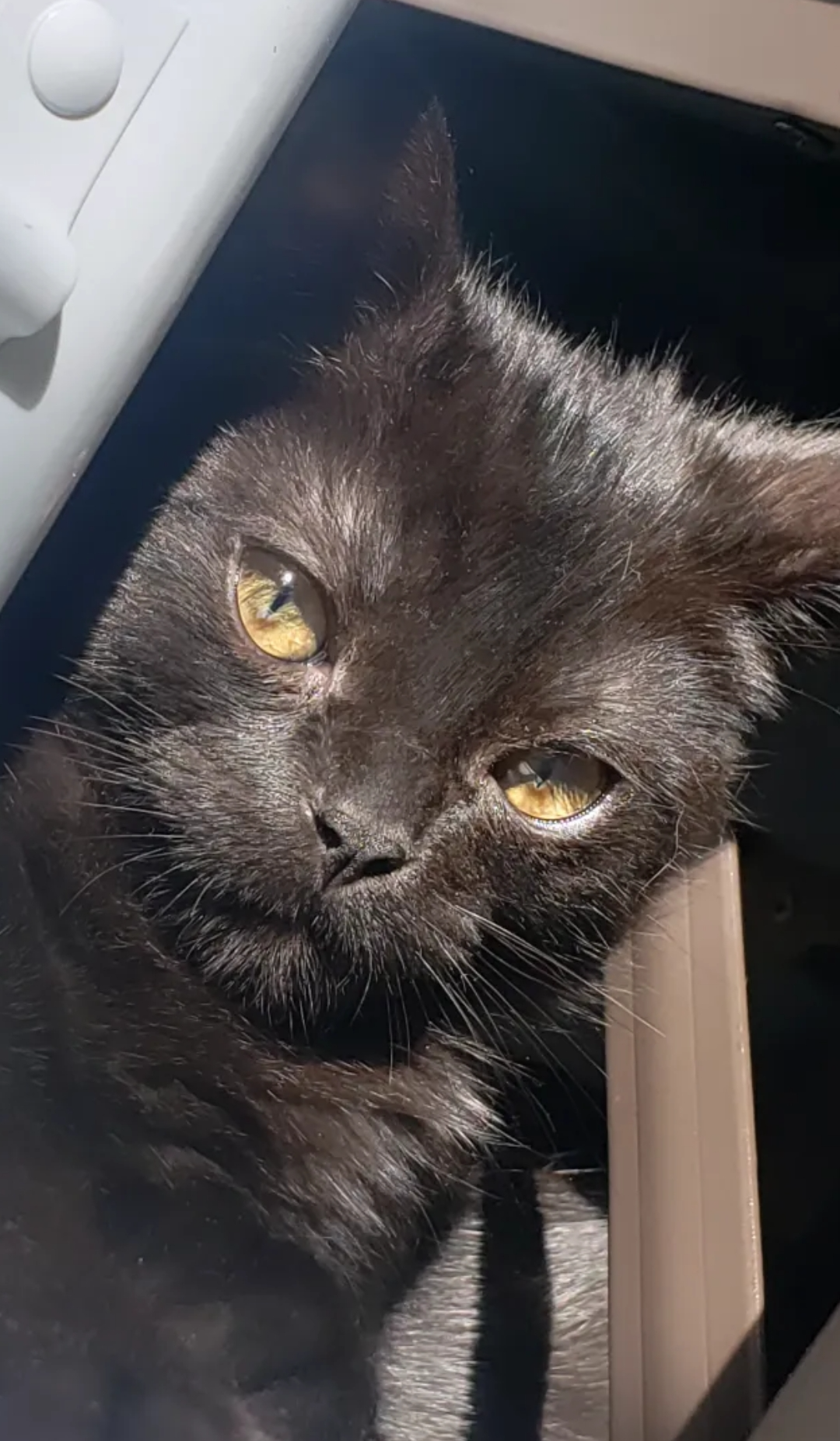 "Hey" Cat Blank Meme Template