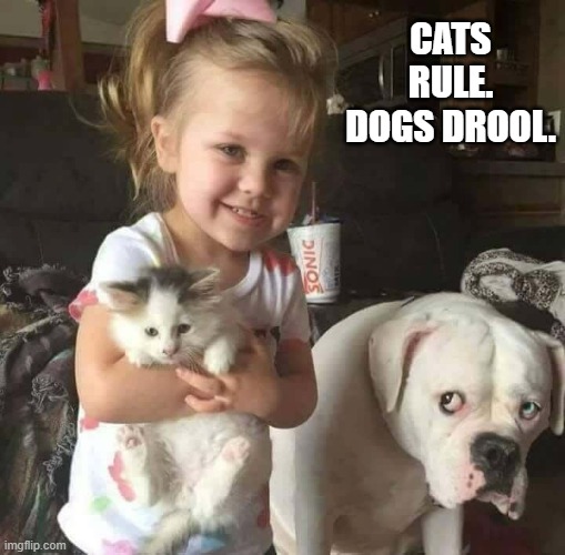 meme by Brad cats rule dogs drool | CATS RULE. DOGS DROOL. | image tagged in cats,funny,funny cat memes,funny dogs,humor,funny dog memes | made w/ Imgflip meme maker