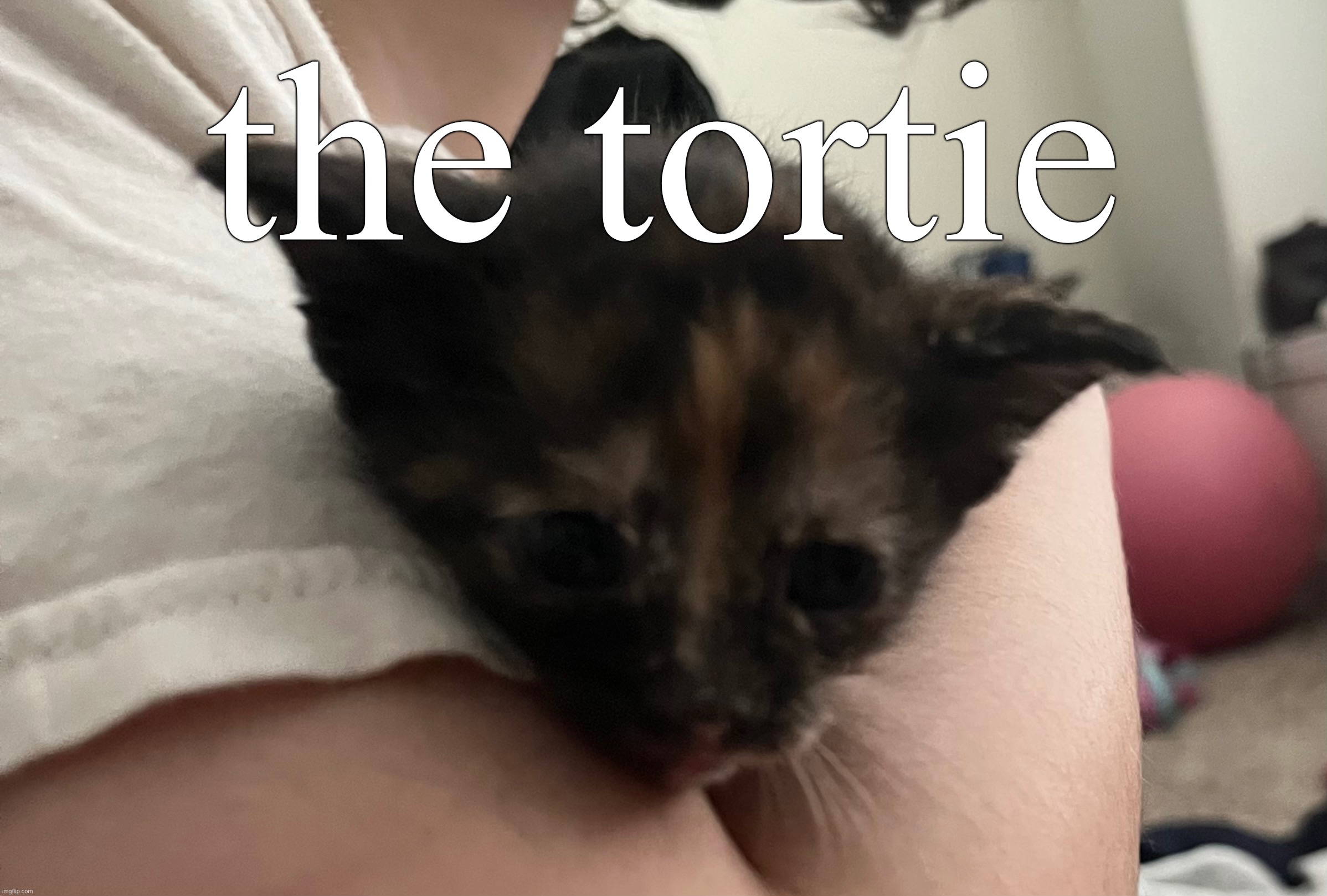 the tortie | made w/ Imgflip meme maker