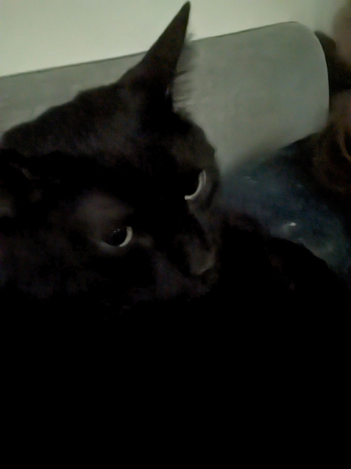 cats thug life Blank Meme Template