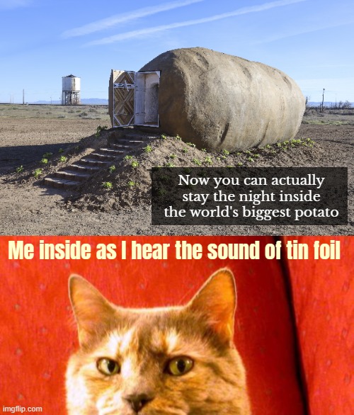 Now you can actually stay the night inside the world's biggest potato; Me inside as I hear the sound of tin foil | image tagged in suspicious cat,funny | made w/ Imgflip meme maker