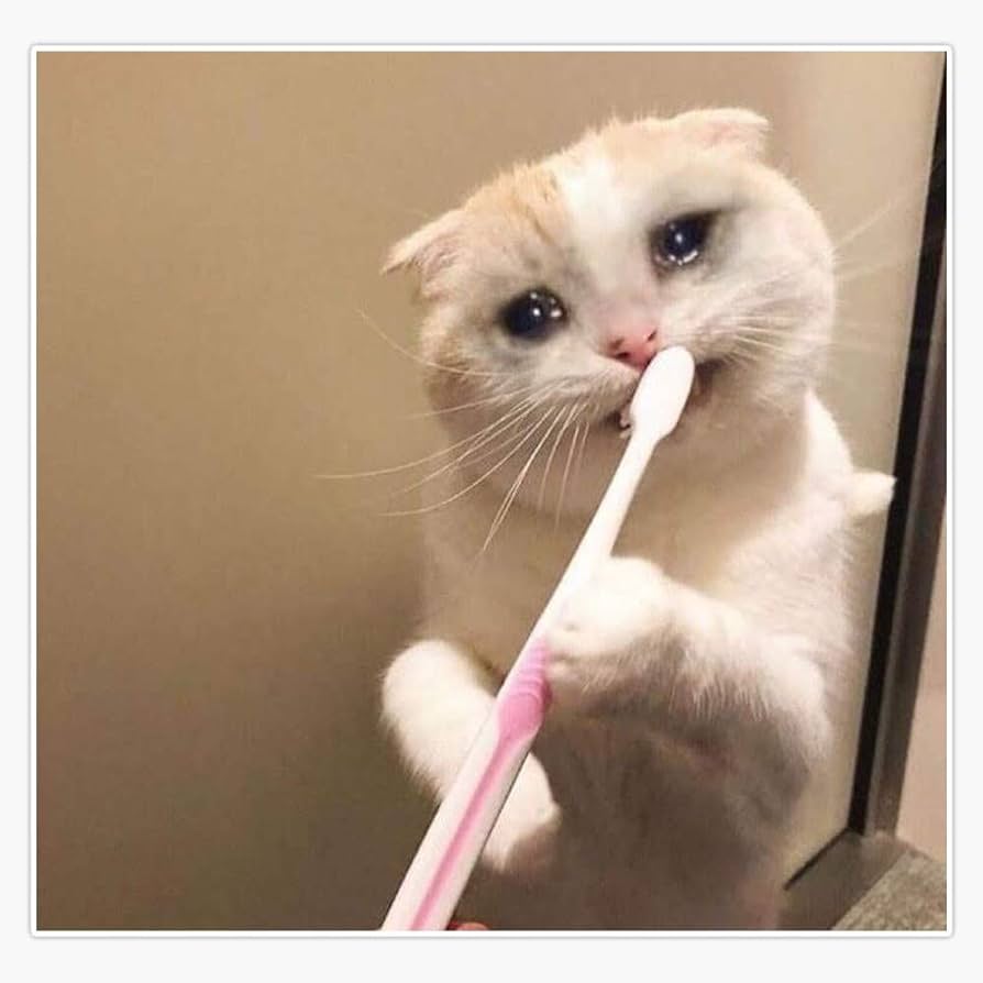 High Quality Toothbrush cat Blank Meme Template