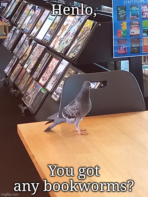 Henlo, You got any bookworms? | image tagged in frost,birb | made w/ Imgflip meme maker