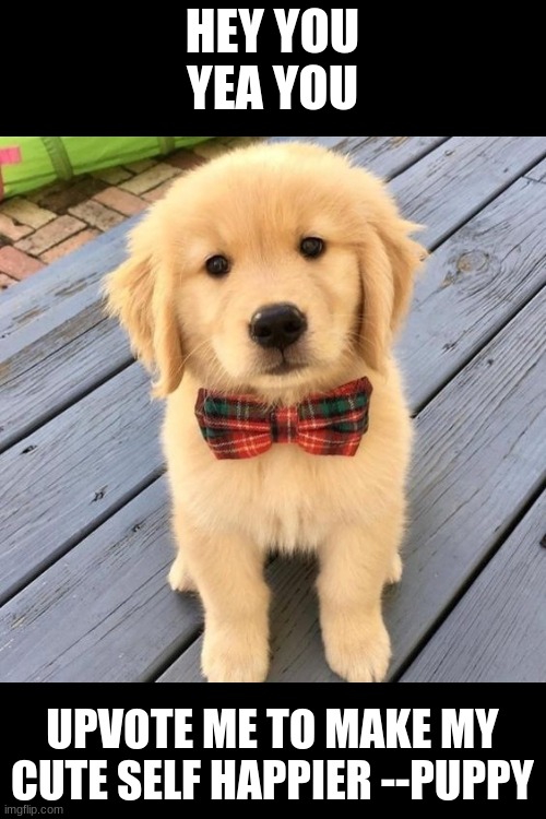 hello | HEY YOU
YEA YOU; UPVOTE ME TO MAKE MY CUTE SELF HAPPIER --PUPPY | image tagged in hello | made w/ Imgflip meme maker