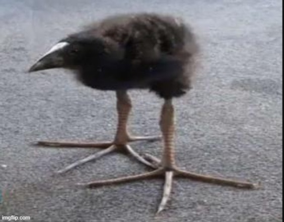Kiwi Bird | image tagged in kiwi bird | made w/ Imgflip meme maker