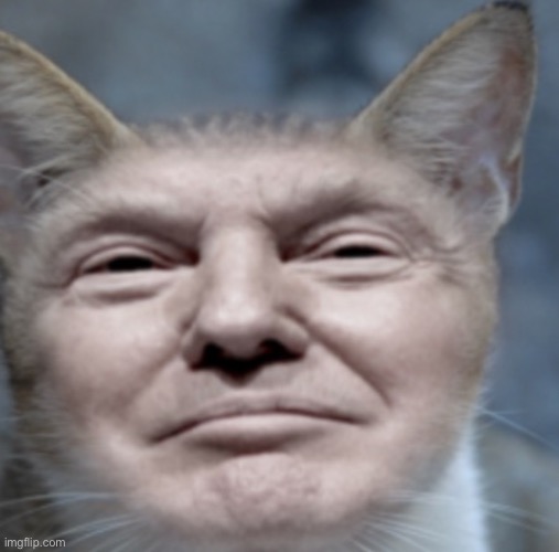Trump cat | image tagged in memes,funny,cursed image,donald trump | made w/ Imgflip meme maker
