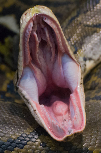 Snakes mouth Blank Meme Template