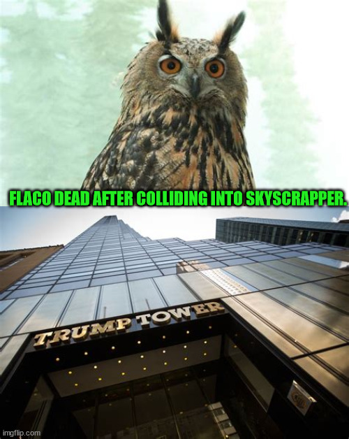 Bird brains everywhere | FLACO DEAD AFTER COLLIDING INTO SKYSCRAPPER. | image tagged in trump towwer,birds dead,whindmills,dead birds,trump hates birds,eagles | made w/ Imgflip meme maker