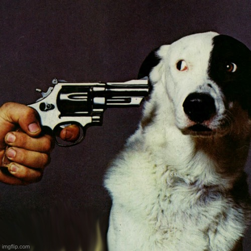 Dog at gunpoint | image tagged in dog at gunpoint | made w/ Imgflip meme maker