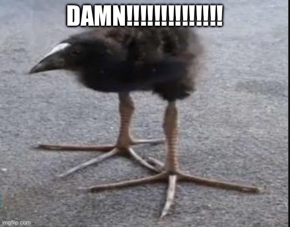 Kiwi Bird | DAMN!!!!!!!!!!!!!! | image tagged in kiwi bird | made w/ Imgflip meme maker