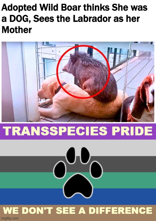 Pointing out which is which, is highly offensive btw | TRANSSPECIES PRIDE; WE DON'T SEE A DIFFERENCE | image tagged in trans,funny | made w/ Imgflip meme maker