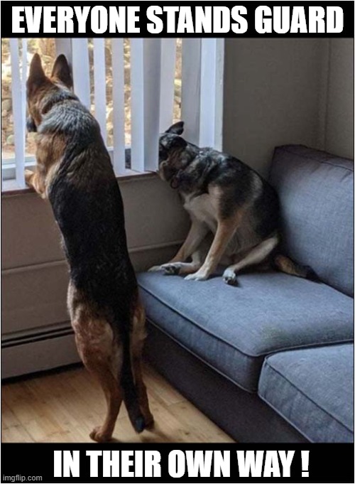 On Look Out Duty ! | EVERYONE STANDS GUARD; IN THEIR OWN WAY ! | image tagged in dogs,german shepherd,guard dogs | made w/ Imgflip meme maker