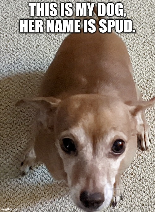 Spud Is good boy | THIS IS MY DOG, HER NAME IS SPUD. | image tagged in dogs,dog | made w/ Imgflip meme maker