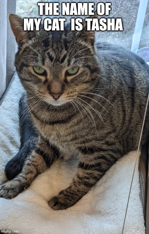 Tasha | THE NAME OF MY CAT  IS TASHA | image tagged in cat cheems | made w/ Imgflip meme maker