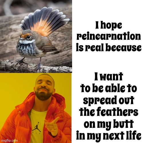 Birds | I hope reincarnation is real because; I want to be able to spread out the feathers on my butt in my next life | image tagged in memes,drake hotline bling,birds,cute birds,funny birds,pretty birds | made w/ Imgflip meme maker