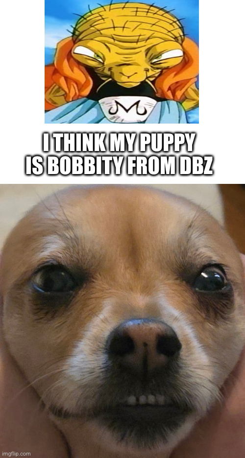 coincidence? | I THINK MY PUPPY IS BOBBITY FROM DBZ | image tagged in dog,dbz,funny,funny memes,dragon ball z,lol | made w/ Imgflip meme maker