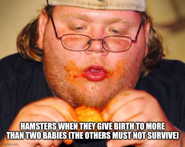 fat guy eating wings | HAMSTERS WHEN THEY GIVE BIRTH TO MORE THAN TWO BABIES (THE OTHERS MUST NOT SURVIVE) | image tagged in fat guy eating wings | made w/ Imgflip meme maker