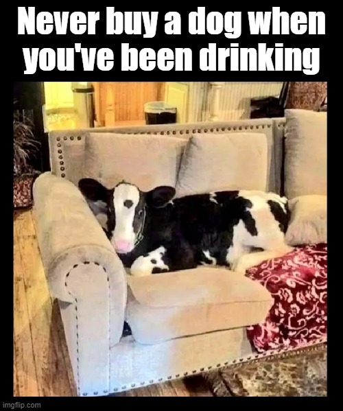 Wise words | Never buy a dog when
you've been drinking | image tagged in drinking,farm,cows,farmers,dogs,beer goggles | made w/ Imgflip meme maker